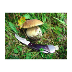 PILZ mushroom knife 1