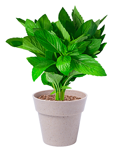 set plante, Silta 2