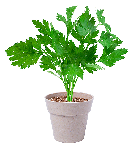 set plante, Silta 4
